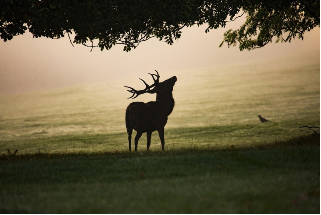 Les meilleures jumelles thermiques pour la chasse au grand gibier