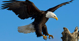 L'observation de la faune dans les montagnes Européennes