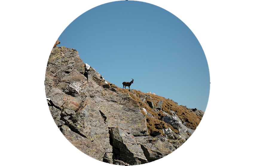 Κιάλια Steiner eRanger LRF 10x42 με ενσωματωμένο αποστασιόμετρο 