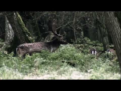 Κιάλια ZEISS HT 10x54 